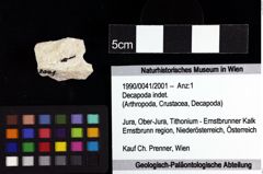 Foto (Objket + Etiketten) von Decapoda indet. 